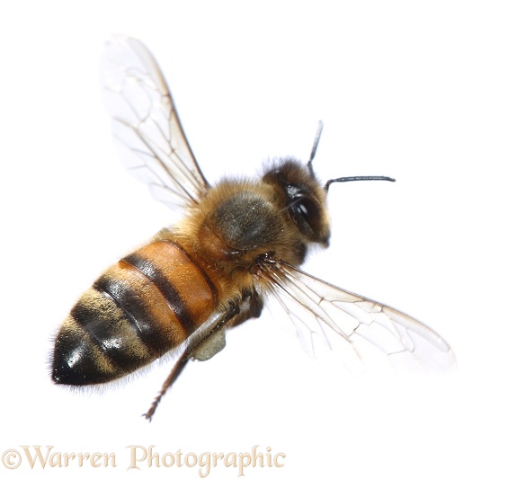 Honey Bee (Apis mellifera) worker in flight, white background