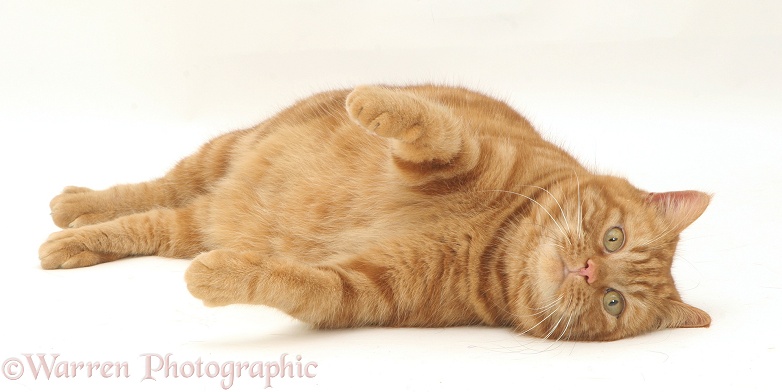 British shorthair red tabby cat, Glenda, lying on her side, white background