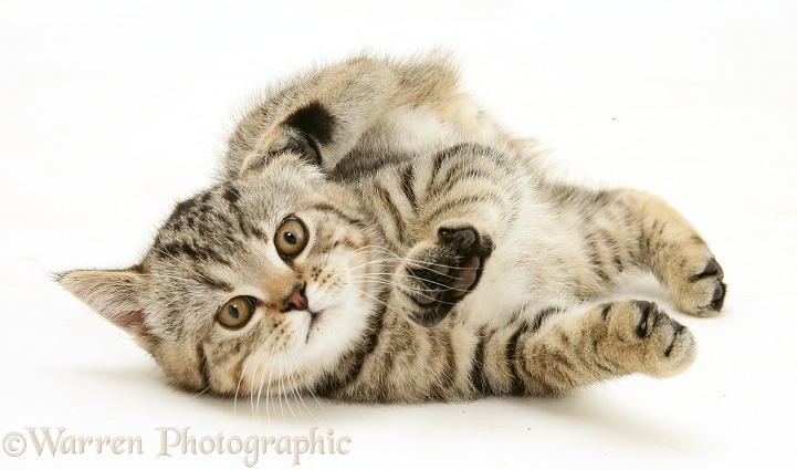 Tabby kitten rolling, white background