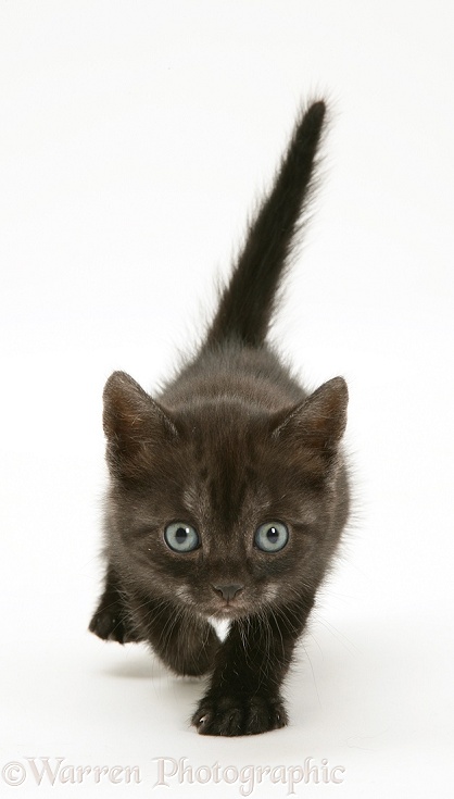 Black Smoke Spotted British Shorthair kitten walking, white background
