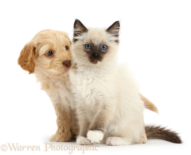 Ragdoll kitten and Cockapoo puppy, white background