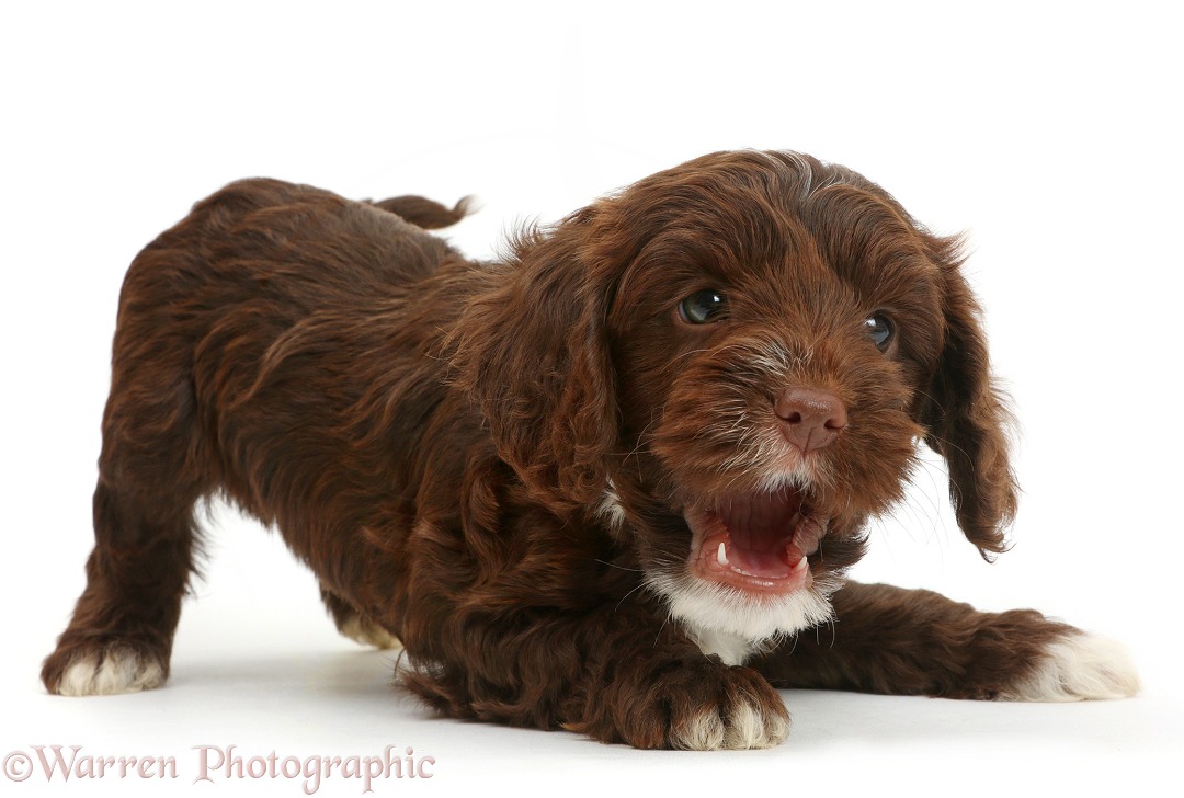 Chocolate Cockapoo puppy, 6 weeks old, in play-bow stance, white background