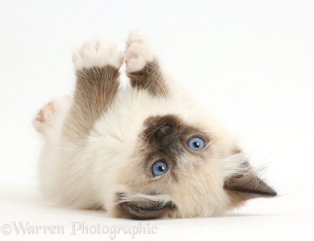 Ragdoll kitten, 10 weeks old, lying on her back, white background