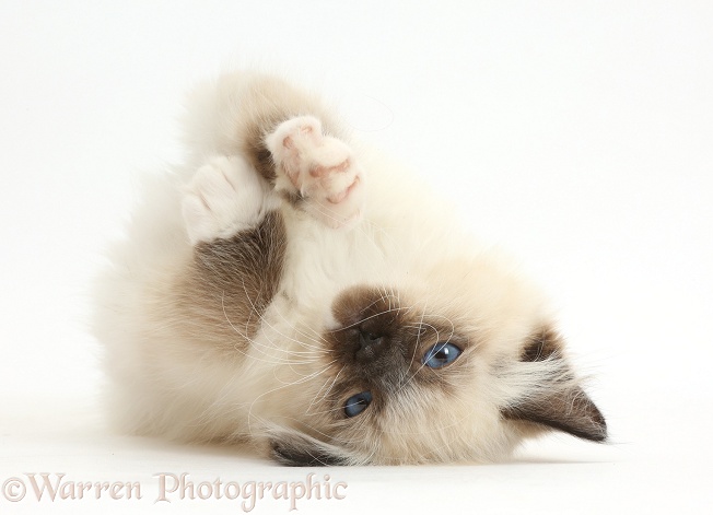 Ragdoll kitten, 10 weeks old, lying on her back, white background