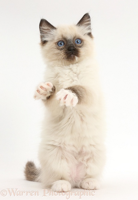 Ragdoll kitten, 10 weeks old, standing up in a playful manner, white background