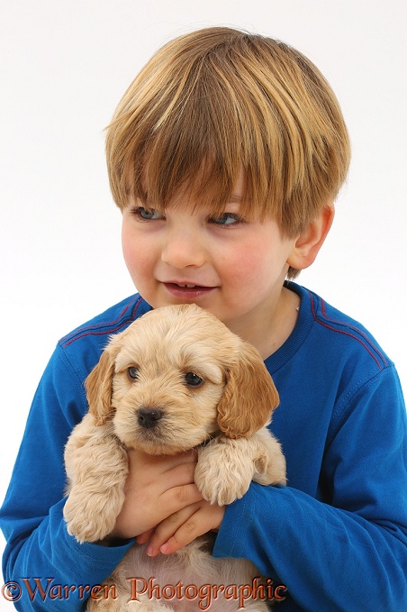 Boy holding Cockapoo puppy, white background