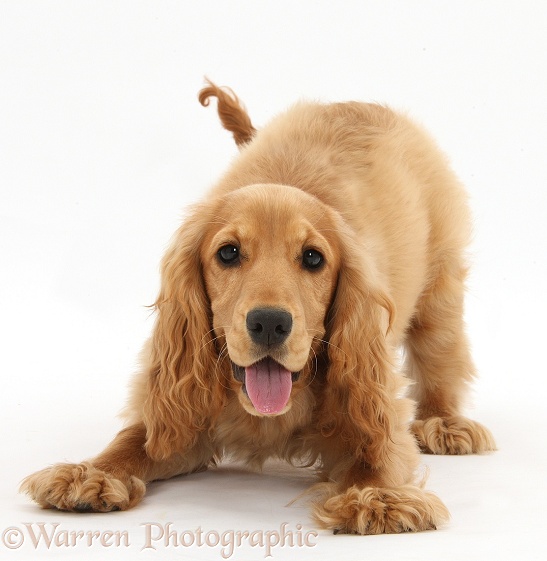 Playful Golden Cocker Spaniel, Sadie, 6 months old, in play-bow stance, white background