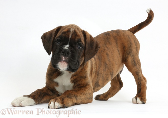 Boxer puppy, 8 weeks old, in play-bow, white background