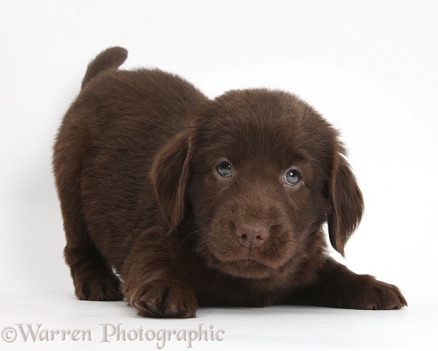Liver Flatcoated Retriever puppy, 6 weeks old, in play-bow, white background