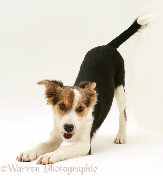 Tricolour Border Collie pup, Minstrel, play-bowing, white background