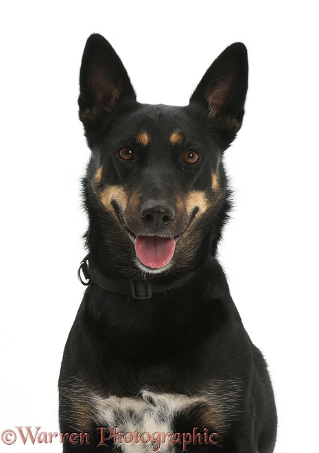 Kelpie x Shepherd bitch, 3 years old, white background