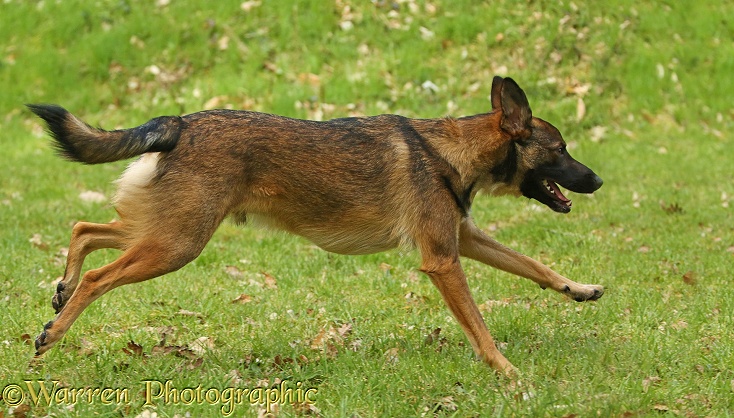 Collie x Shepherd dog, 1 year old, running