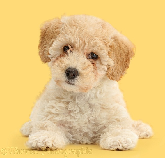Cute Poochon puppy, 6 weeks old, white background