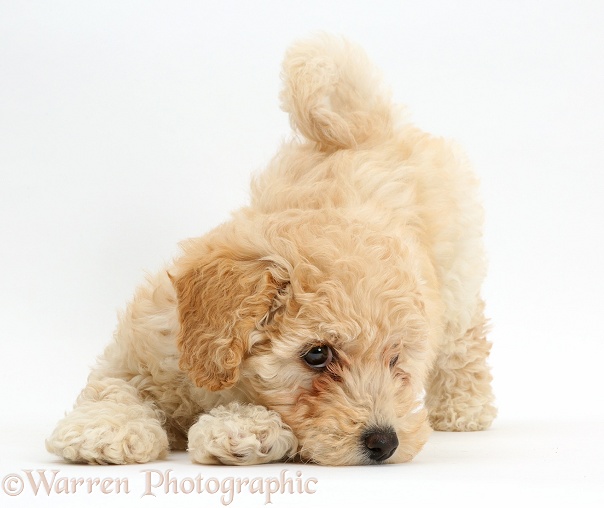 Cute playful Poochon puppy, 6 weeks old, white background