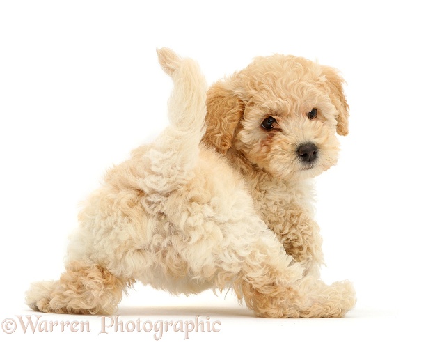 Cute playful Poochon puppy, 6 weeks old, rear view, looking round, white background