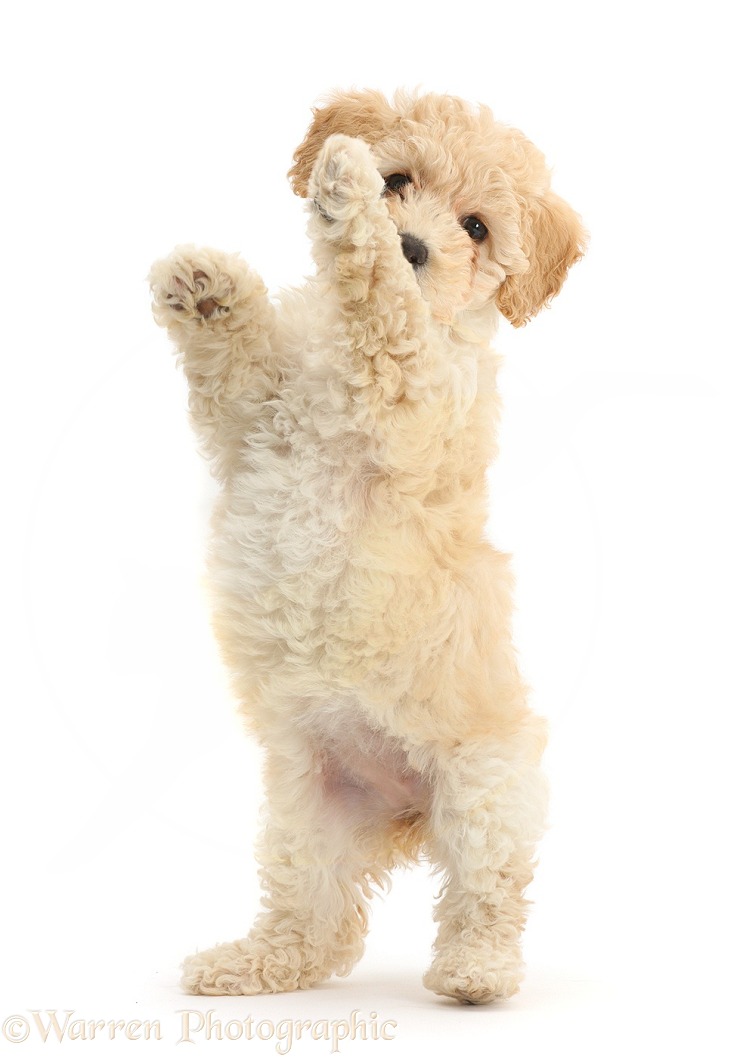 Cute playful Poochon puppy, 6 weeks old, standing up on hind legs, white background