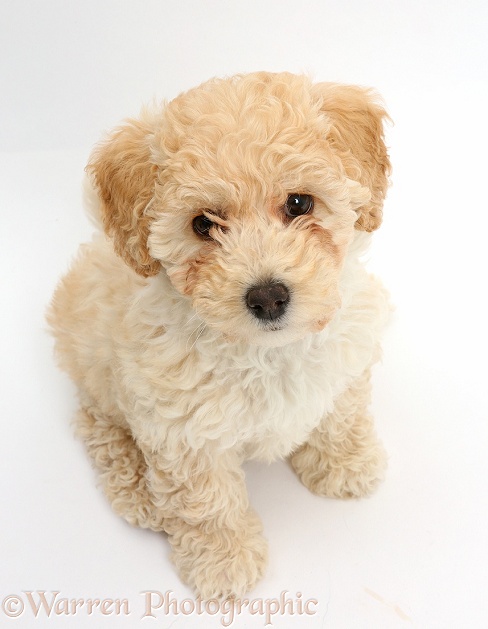 Cute playful Poochon puppy, 6 weeks old, sitting and looking up, white background
