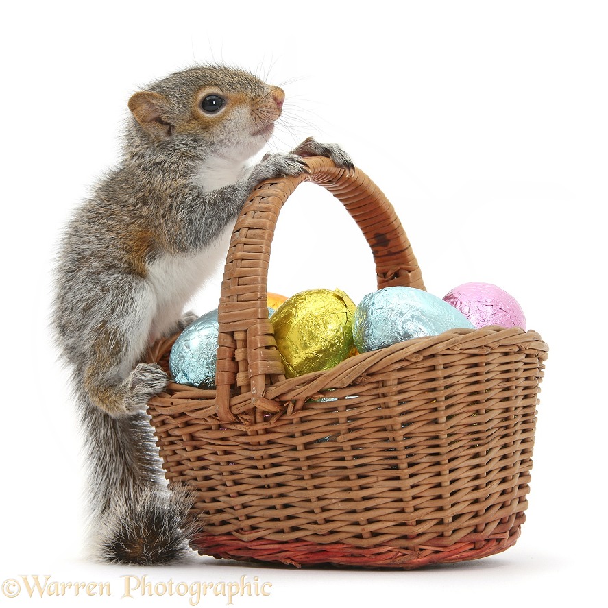 Young Grey Squirrel (Sciurus carolinensis) with wicker basket of Easter eggs, white background