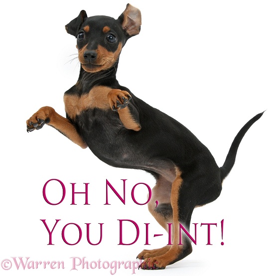 Oh No You Di-int: Miniature Pinscher puppy, Orla, dancing, white background