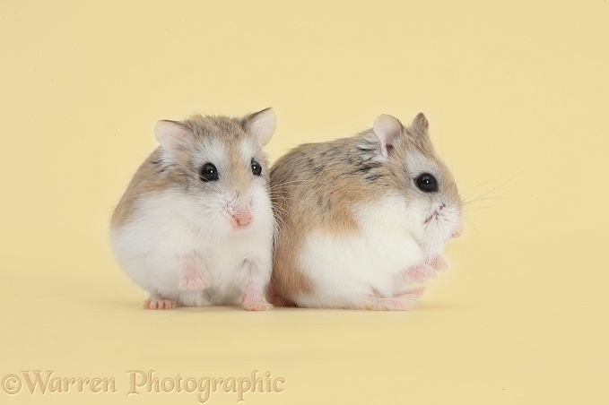Two Roborovski Hamsters (Phodopus roborovskii) on beige background