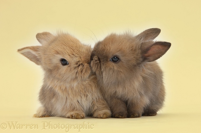 Two cute baby Lionhead-cross bunny rabbits kissing on yellow background