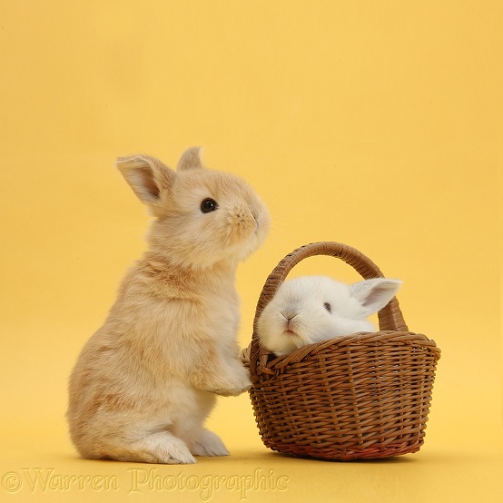 Cute young Sandy and white rabbits in wicker basket on yellow background