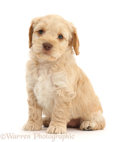 Cockapoo puppy, white background