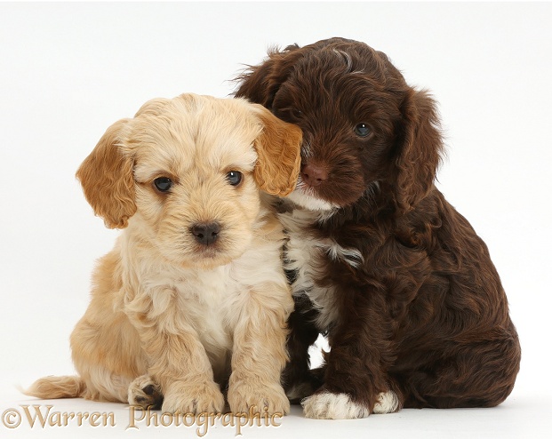 Two Cockapoo puppies, white background