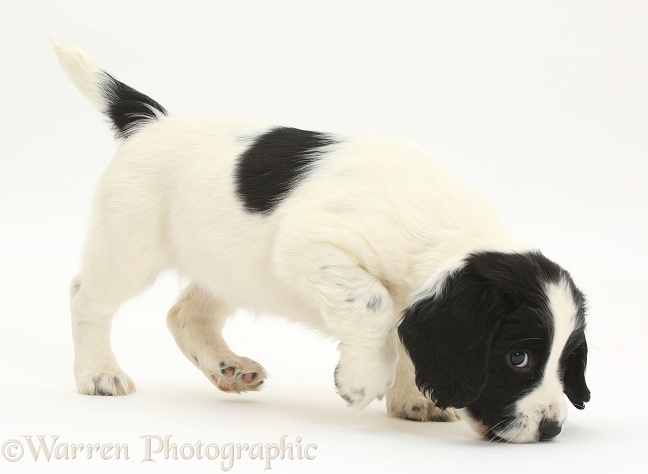 Black-and-white Springer Spaniel puppy, 6 weeks old, sniffing the ground, white background