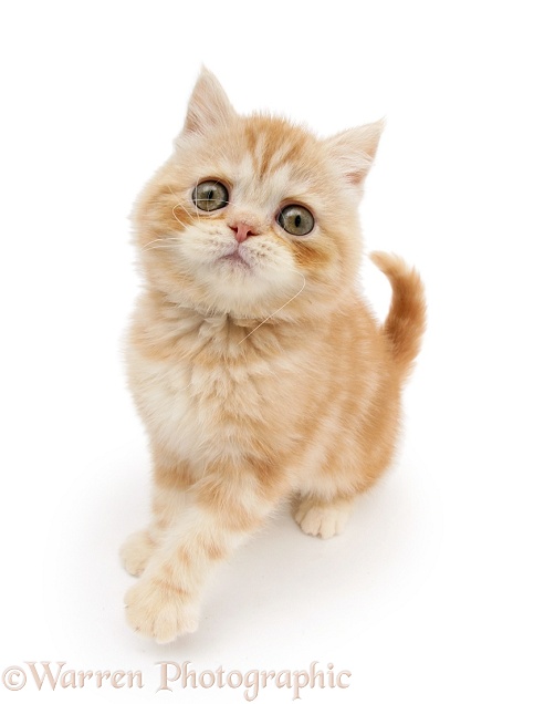 Ginger kitten sitting and looking up up, white background