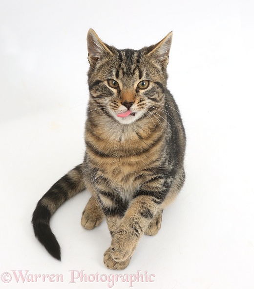 Tabby kitten, Smudge, 3 months old, sitting, looking up and showing his tongue, white background