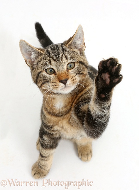 Tabby kitten, Smudge, 3 months old, sitting, with paw raised, white background