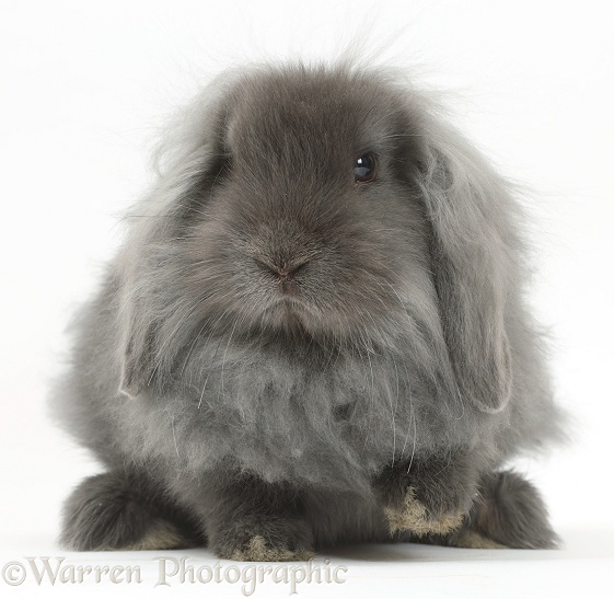 Blue fluffy Lionhead x Lop bunny, white background