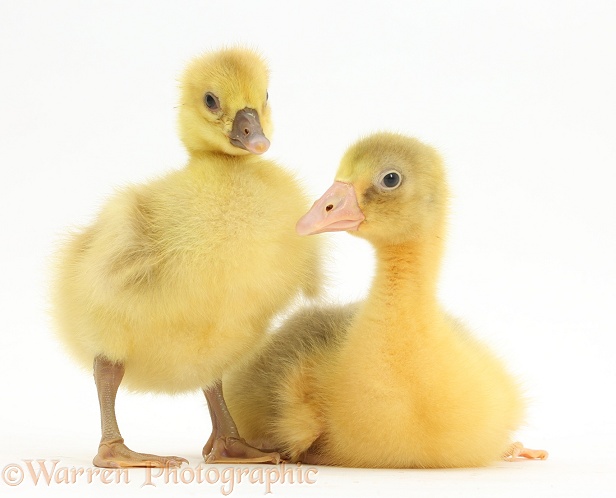 Two Embden x Greylag Goslings, white background