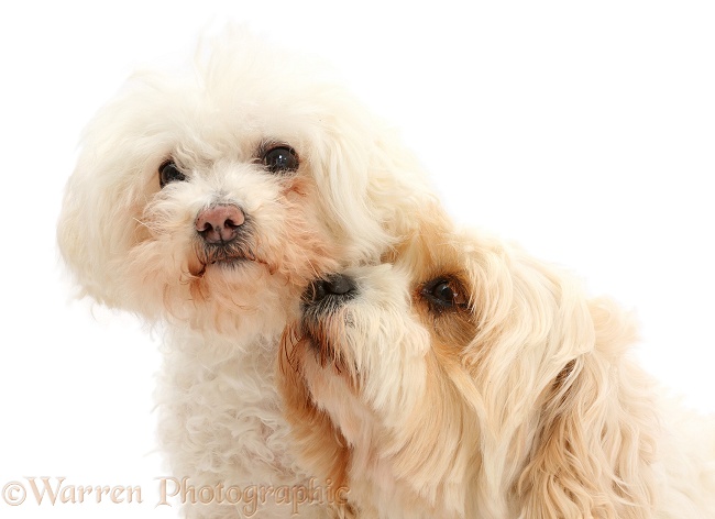 Bichon Frise bitch, Poppy, 14 years old, with Cavachon bitch, Frazzle, 4 years old, white background