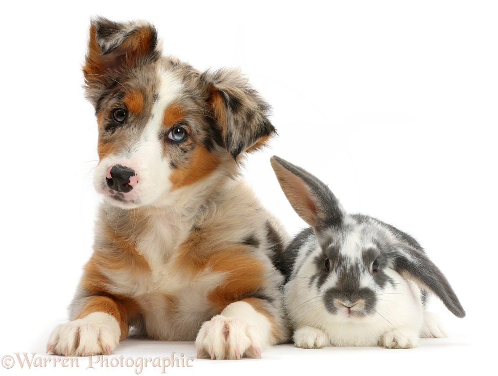 Tricolour merle Collie puppy, Indie, 10 weeks old, with blue-and-white rabbit, white background