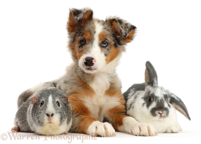 Tricolour merle Collie puppy, Indie, 10 weeks old, with Guinea pig and rabbit, white background