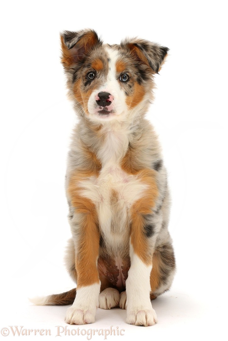 Tricolour merle Collie puppy, Indie, 10 weeks old, white background