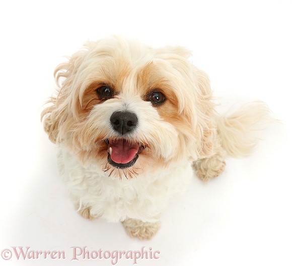 Cavachon bitch, Frazzle, 4 years old, sitting looking up, white background