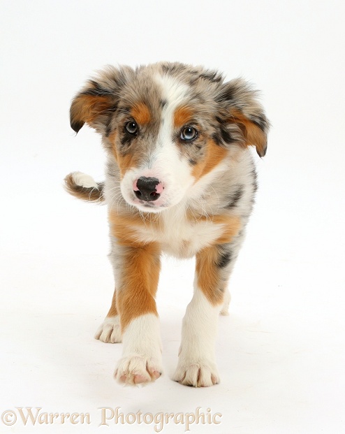 Tricolour merle Collie puppy, Indie, 10 weeks old, trotting, white background
