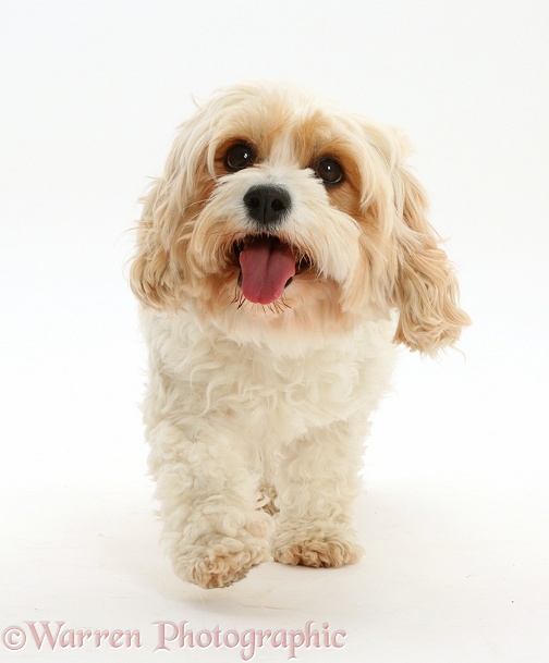 Cavachon bitch, Frazzle, 4 years old, trotting, white background