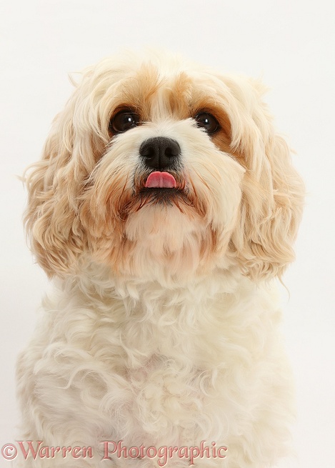 Cavachon bitch, Frazzle, 4 years old, white background