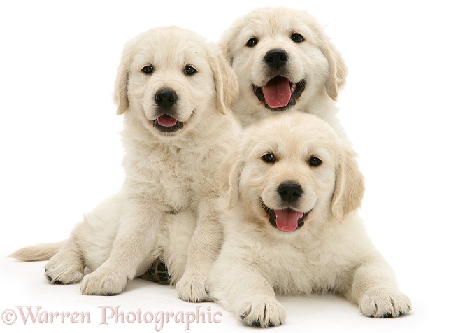 Three happy Golden Retriever pups, white background