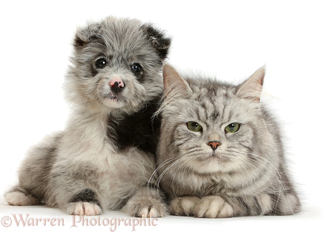 ChiPoo puppy, Roxy, 12 weeks old, with Silver tabby Persian-cross cat, white background