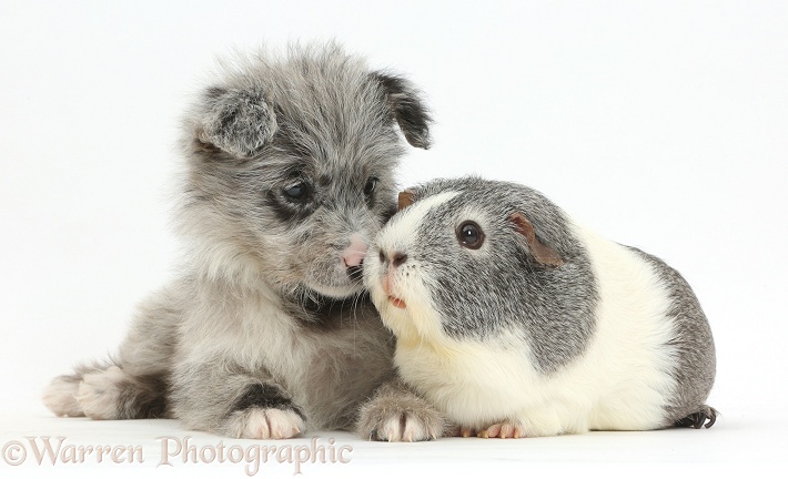 ChiPoo puppy, Roxy, 12 weeks old, with Guinea pig, white background