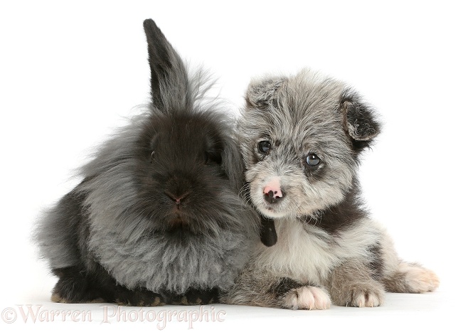 ChiPoo puppy, Roxy, 12 weeks old, with black rabbit, white background