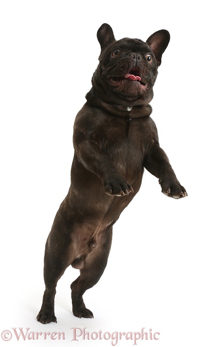 French Bulldog, Bentley, in leaping up, white background
