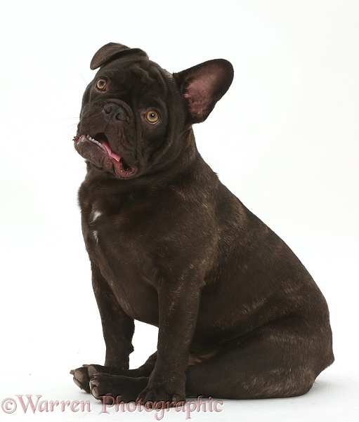 French Bulldog, Bentley, sitting in a funny manner, white background