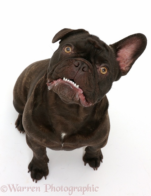 French Bulldog, Bentley, sitting, white background