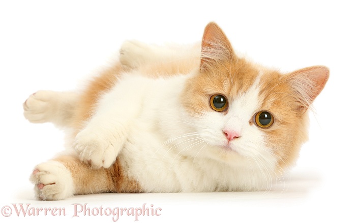 Ginger-and-white Siberian cat, 1 year old, lying on her side, white background
